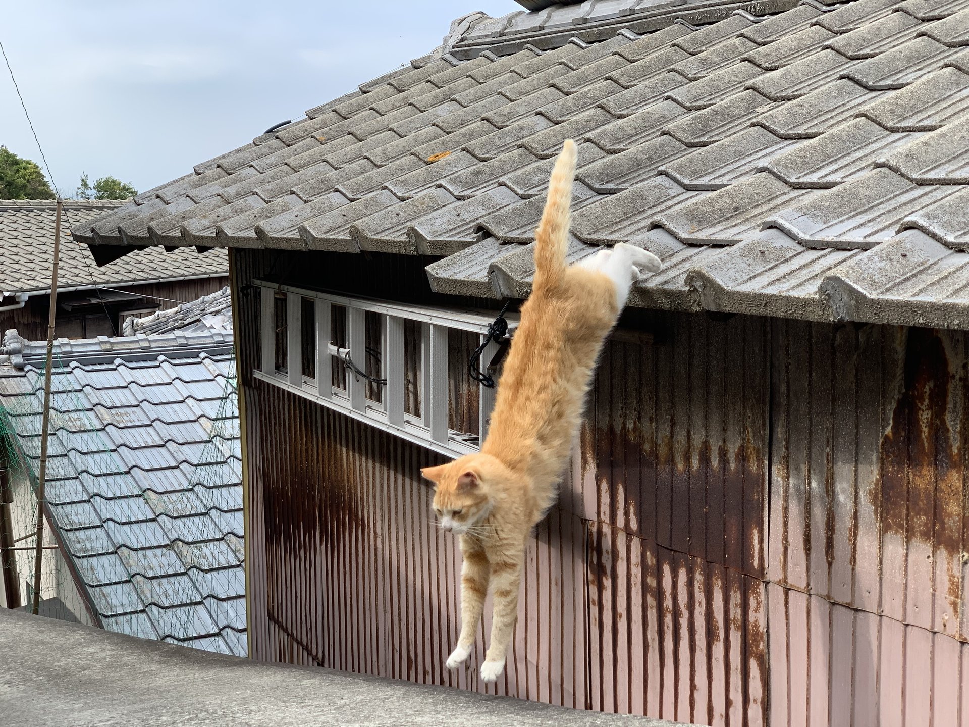 瀬戸内に浮かぶ「ねこ島」発見‼︎世界各地からネコ好き集まる男木島を観光してみた