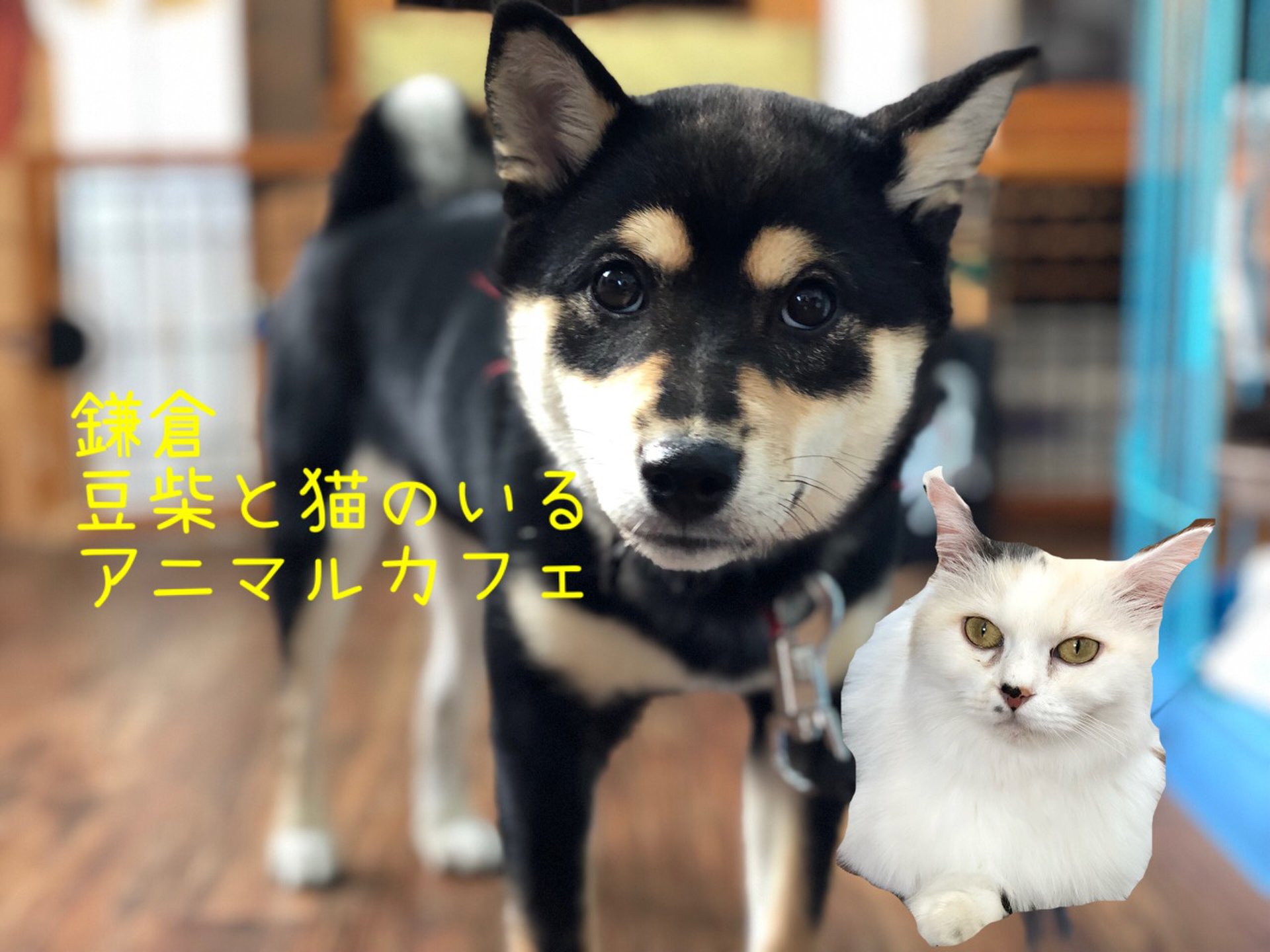 鎌倉の犬猫カフェ⁉︎♡贅沢‼︎豆柴と猫の両方と遊べる「マンチカンズ」へ