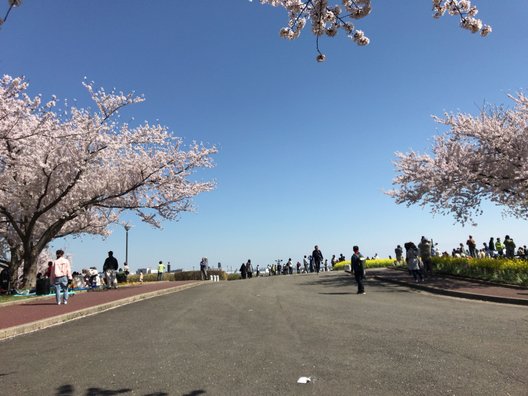 成田市さくらの山公園