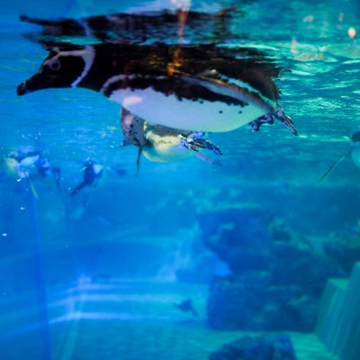 すみだ水族館