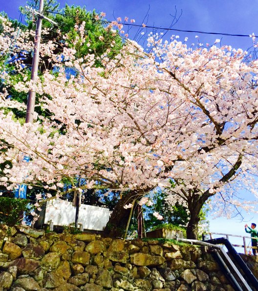 松江城 (千鳥城)