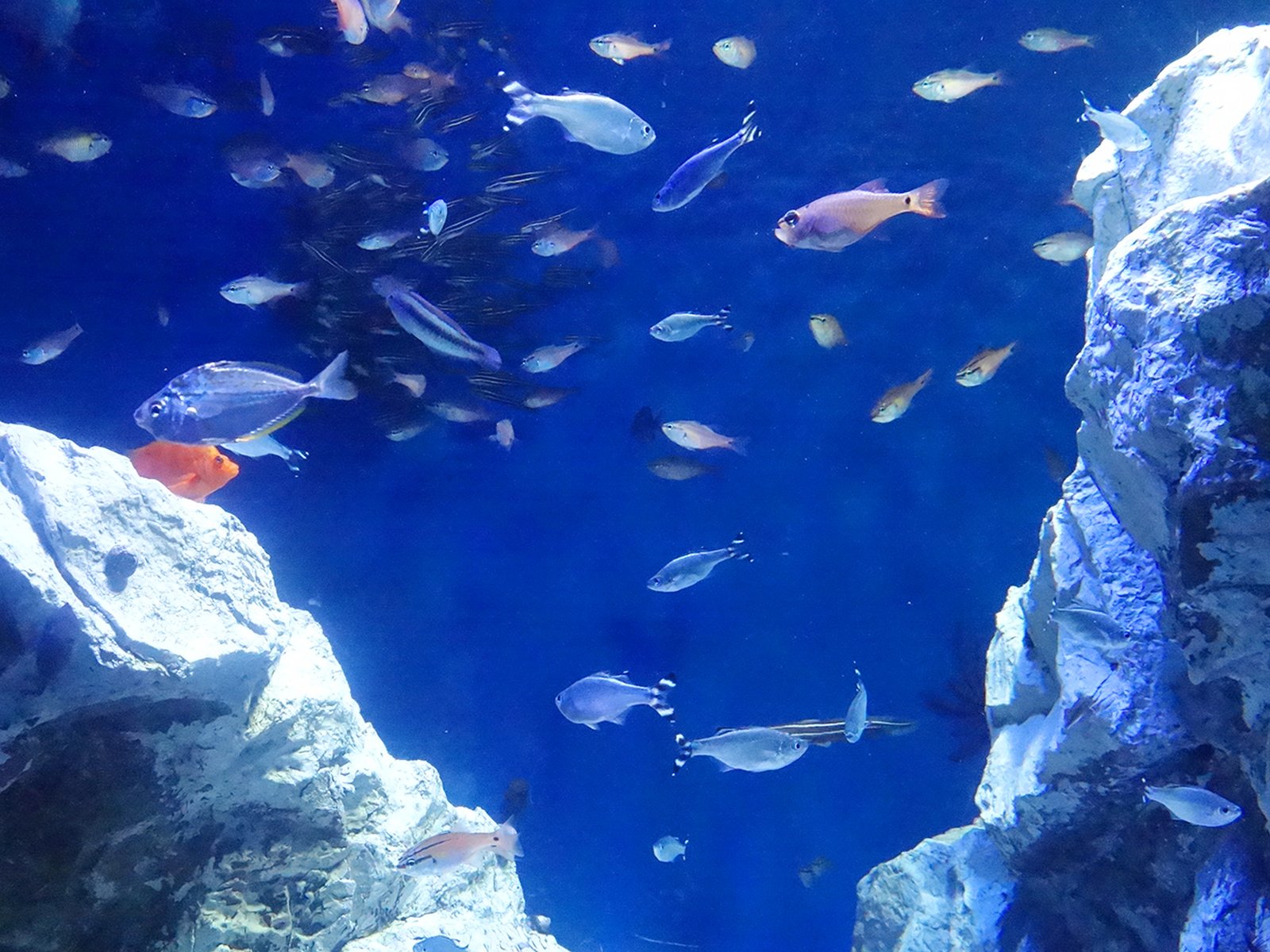 サンシャイン水族館