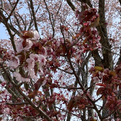 うらかわオバケ桜
