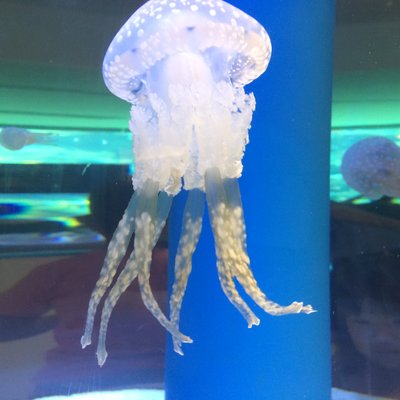 沖縄美ら海水族館