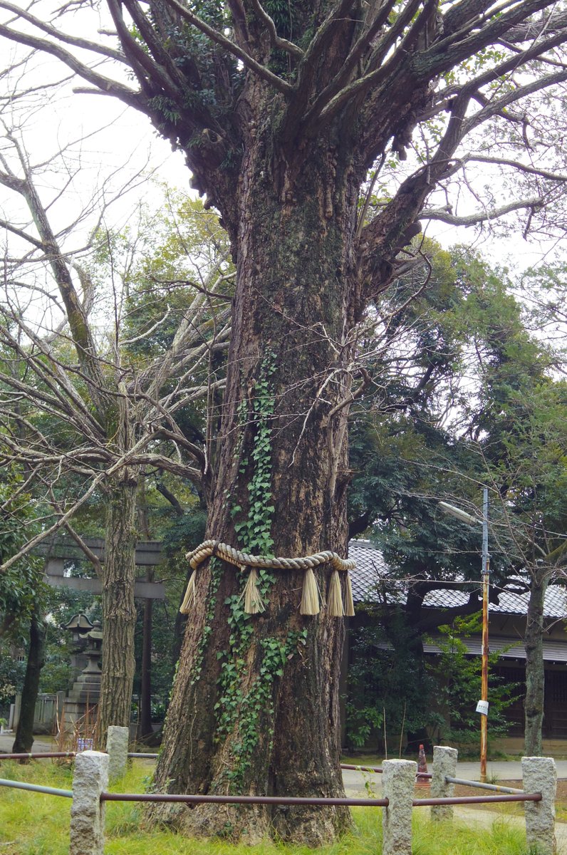 赤坂氷川神社のイチョウ