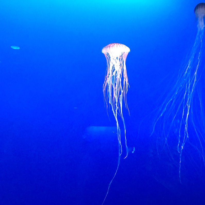 新江ノ島水族館