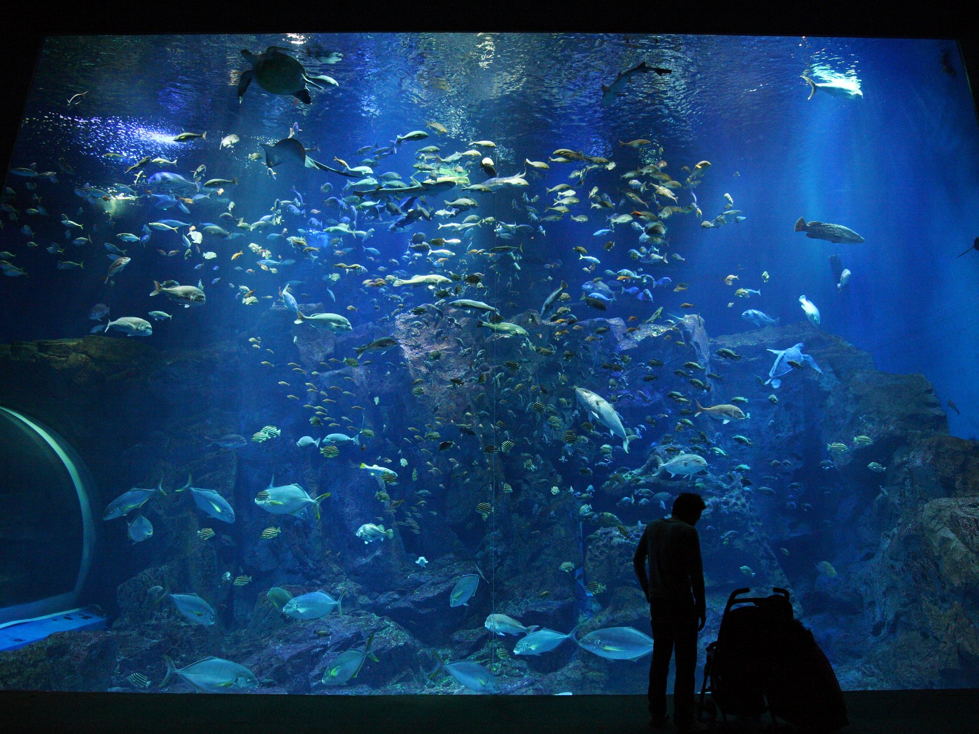 男鹿水族館GAO