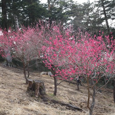 修善寺自然公園