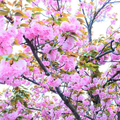 造幣局 桜の通り抜け