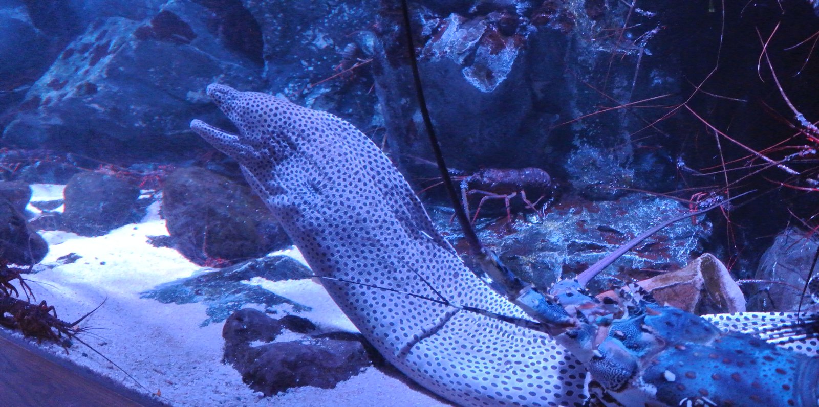 京都水族館