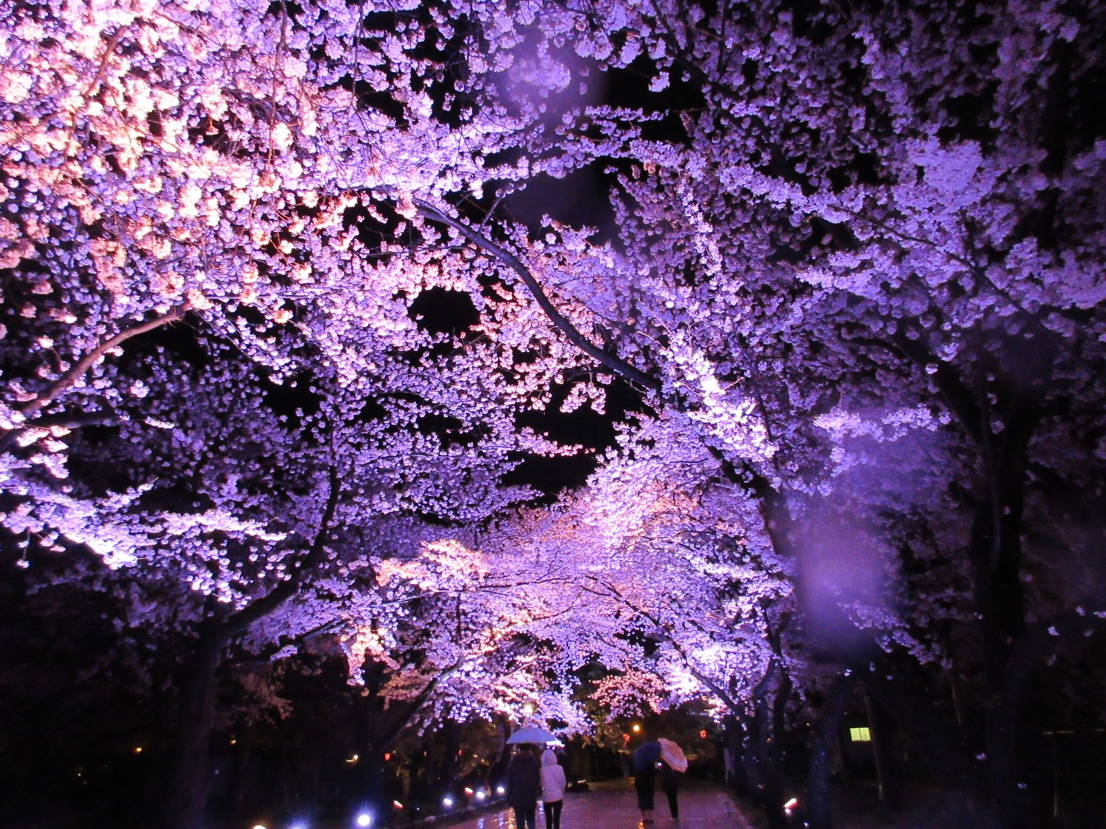 新潟 上越 約4000本の桜が咲き誇る 日本三大夜桜 高田公園でお花見しよう Playlife プレイライフ