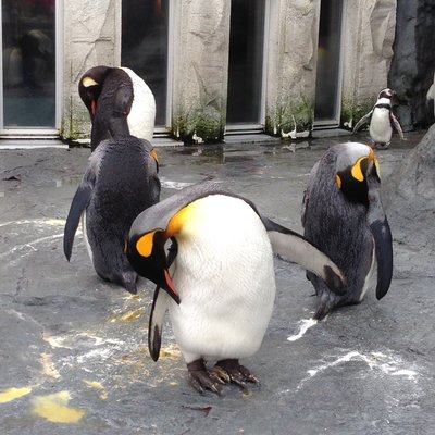 旭川市旭山動物園