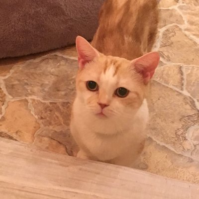 Cat Cafe てまりのおしろ