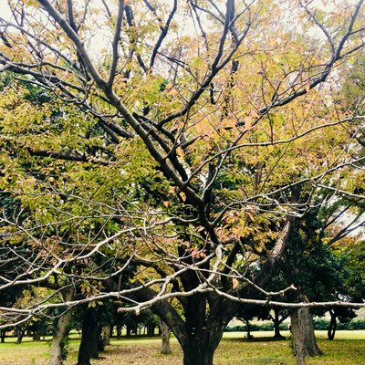 都立小金井公園