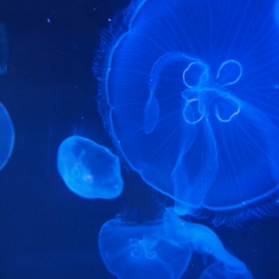 すみだ水族館