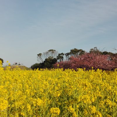 伊良湖菜の花ガーデン