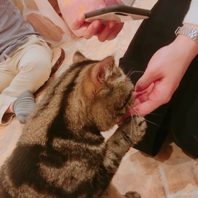 Cat Cafe てまりのおしろ