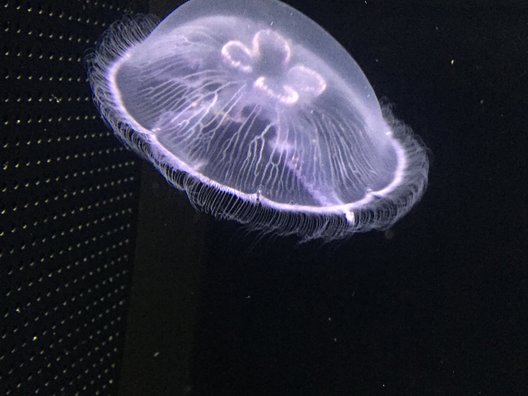 加茂水族館