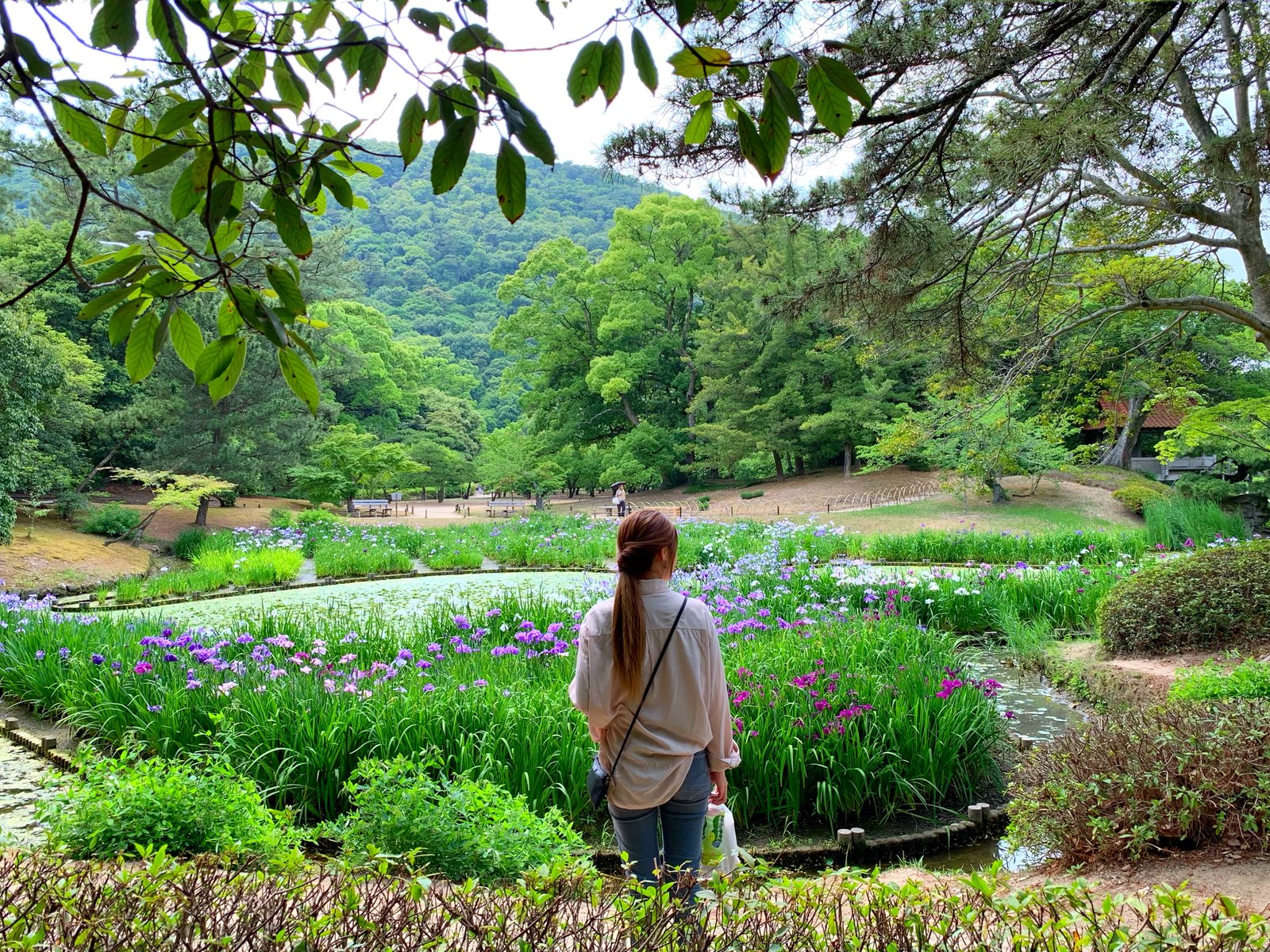 紫陽花も良いけど 花しょうぶ が満開でおすすめ 香川県 栗林公園でお花見 Playlife プレイライフ