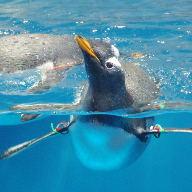 長崎ペンギン水族館