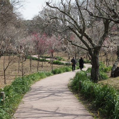 修善寺自然公園