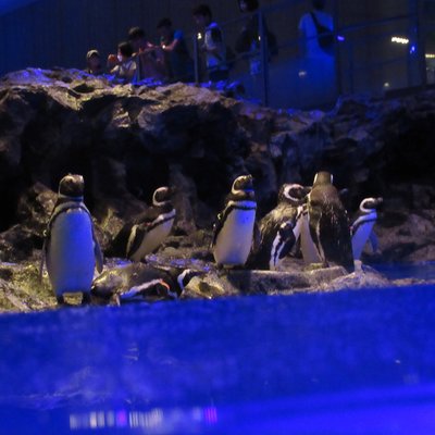 すみだ水族館