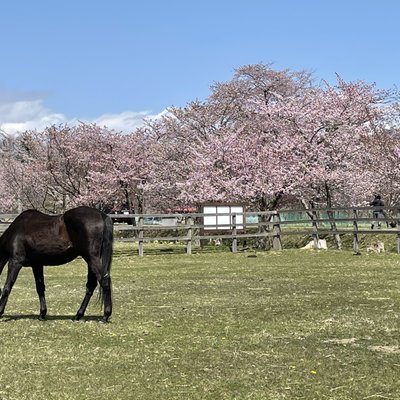 優駿さくらロード