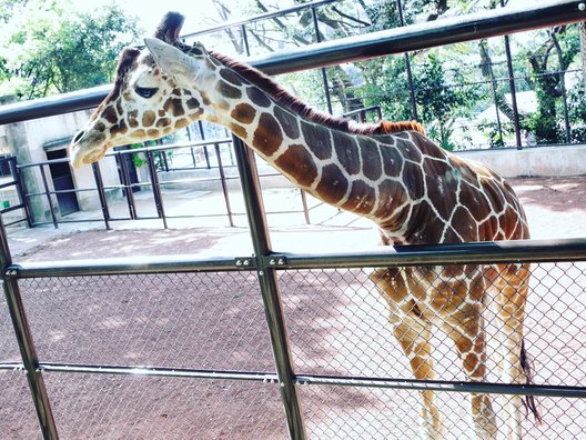 野毛山動物園