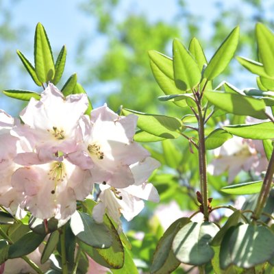 赤城自然園