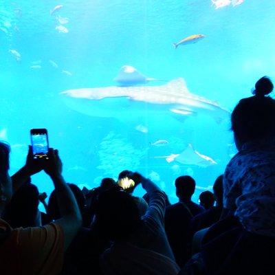 沖縄美ら海水族館