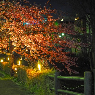 坂川遊歩道