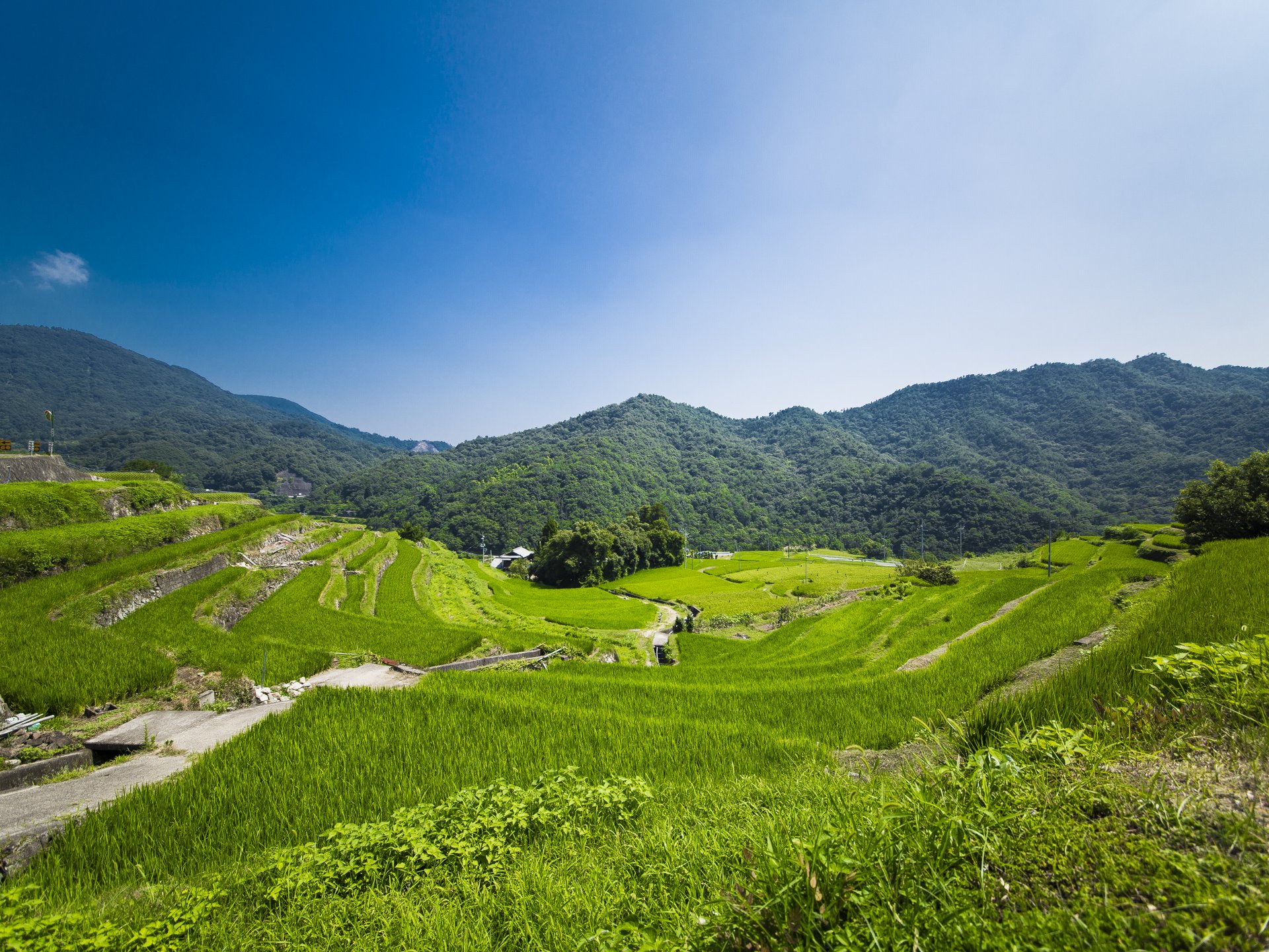 中山千枚田