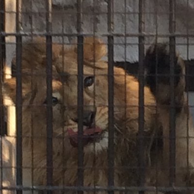 野毛山動物園