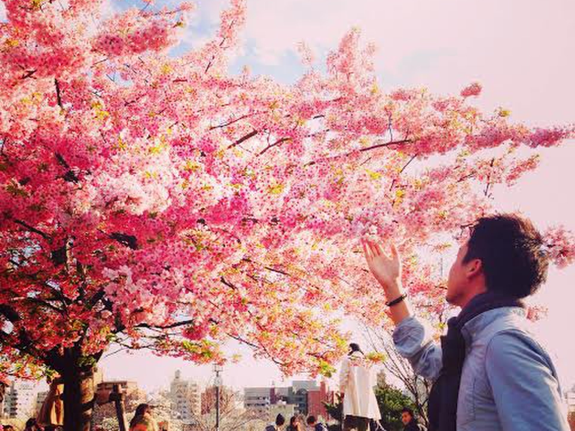 お花見はしたいけど遠出も混んでるところもヤダ！なあなたへ代官山でオシャレお花見