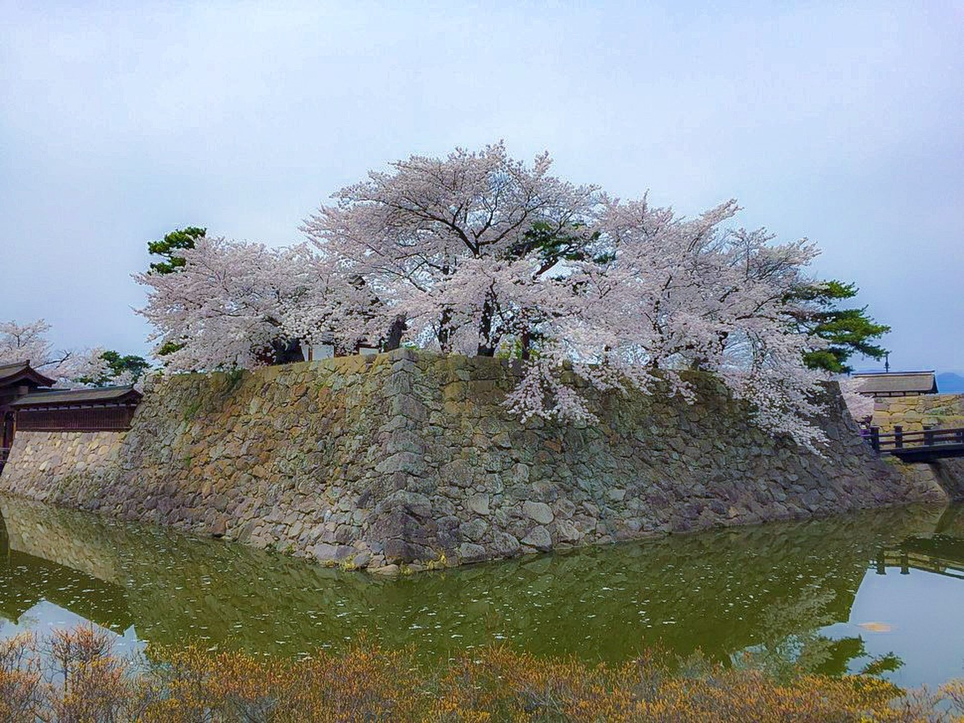 春の信州旅行 川中島と松代で咲き乱れる桜を楽しみ荒砥城から信濃の大地を見渡す旅
