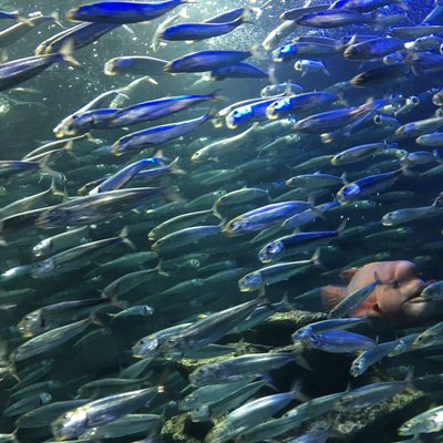 サンシャイン水族館