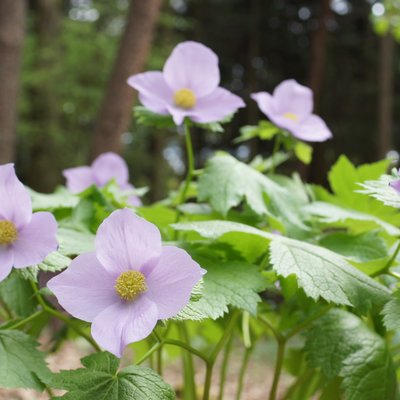 赤城自然園