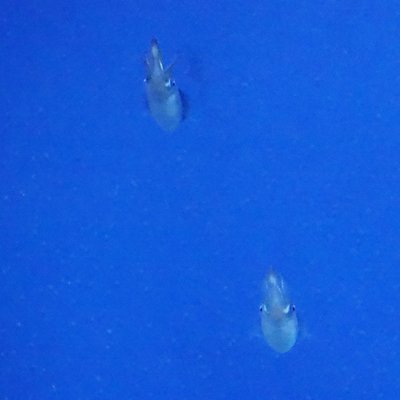 サンシャイン水族館