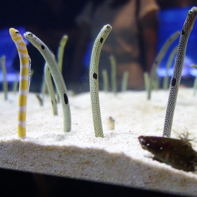 すみだ水族館