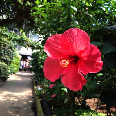 熱川バナナワニ園