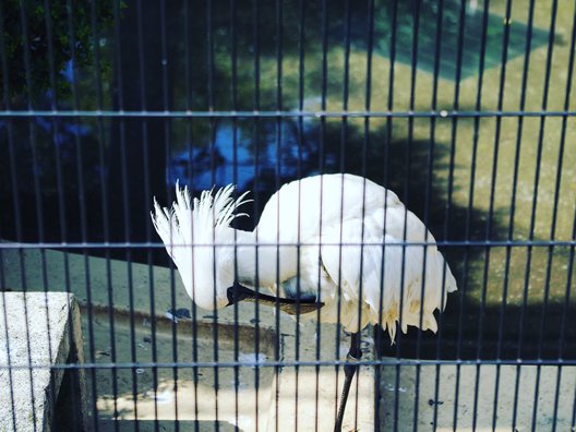 野毛山動物園