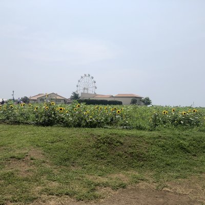 長井海の手公園ソレイユの丘