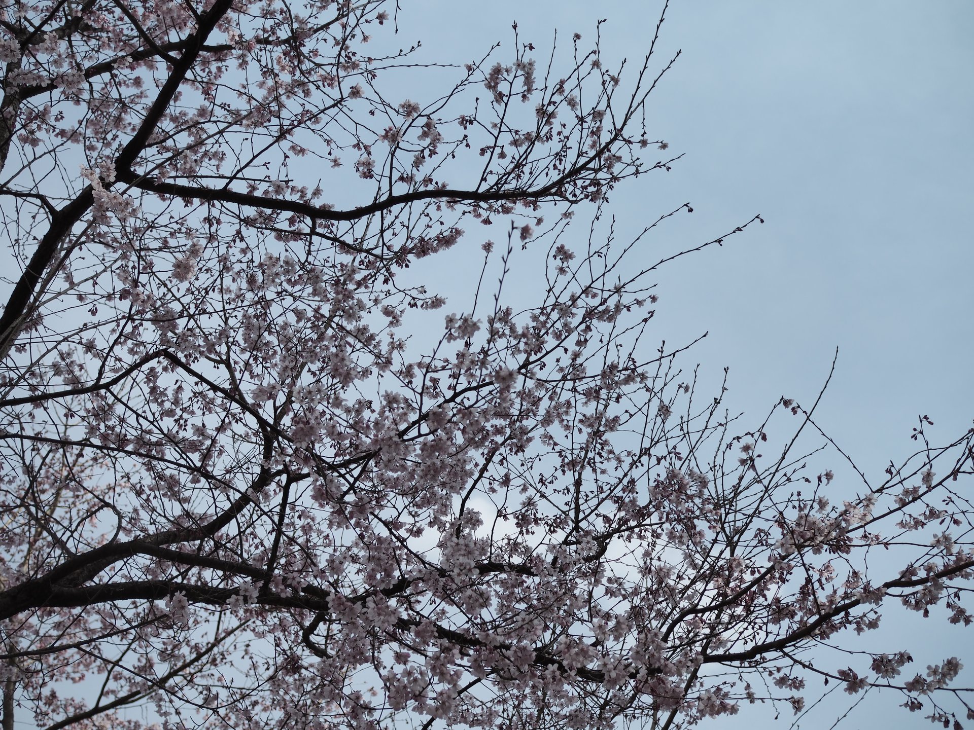【神奈川・厚木】神奈川の桜の名所！約3000本の桜がお出迎え！あつぎ飯山桜まつりに行ってみよう♪