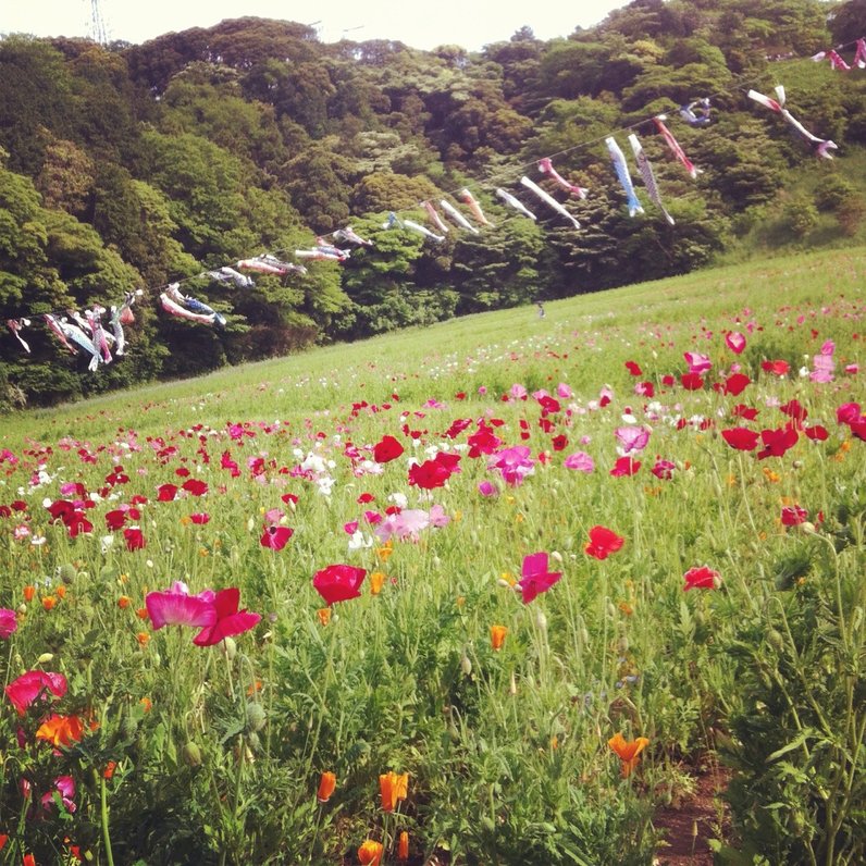 くりはま花の国