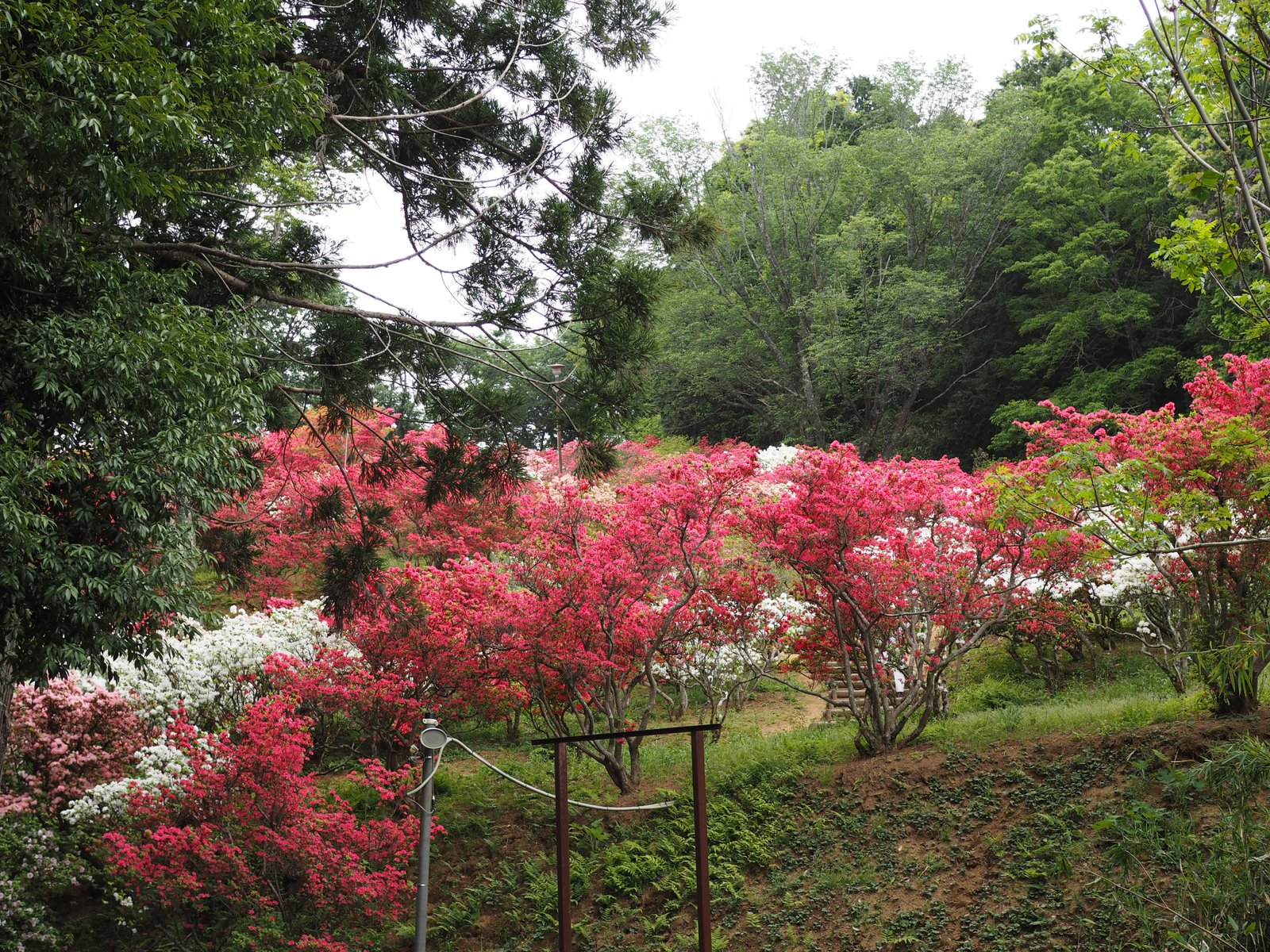 笠間つつじ公園