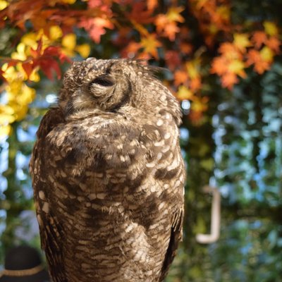 京都のフクロウの森