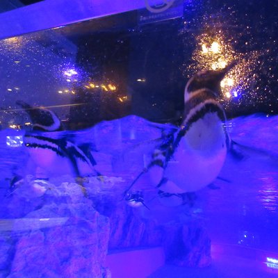 すみだ水族館