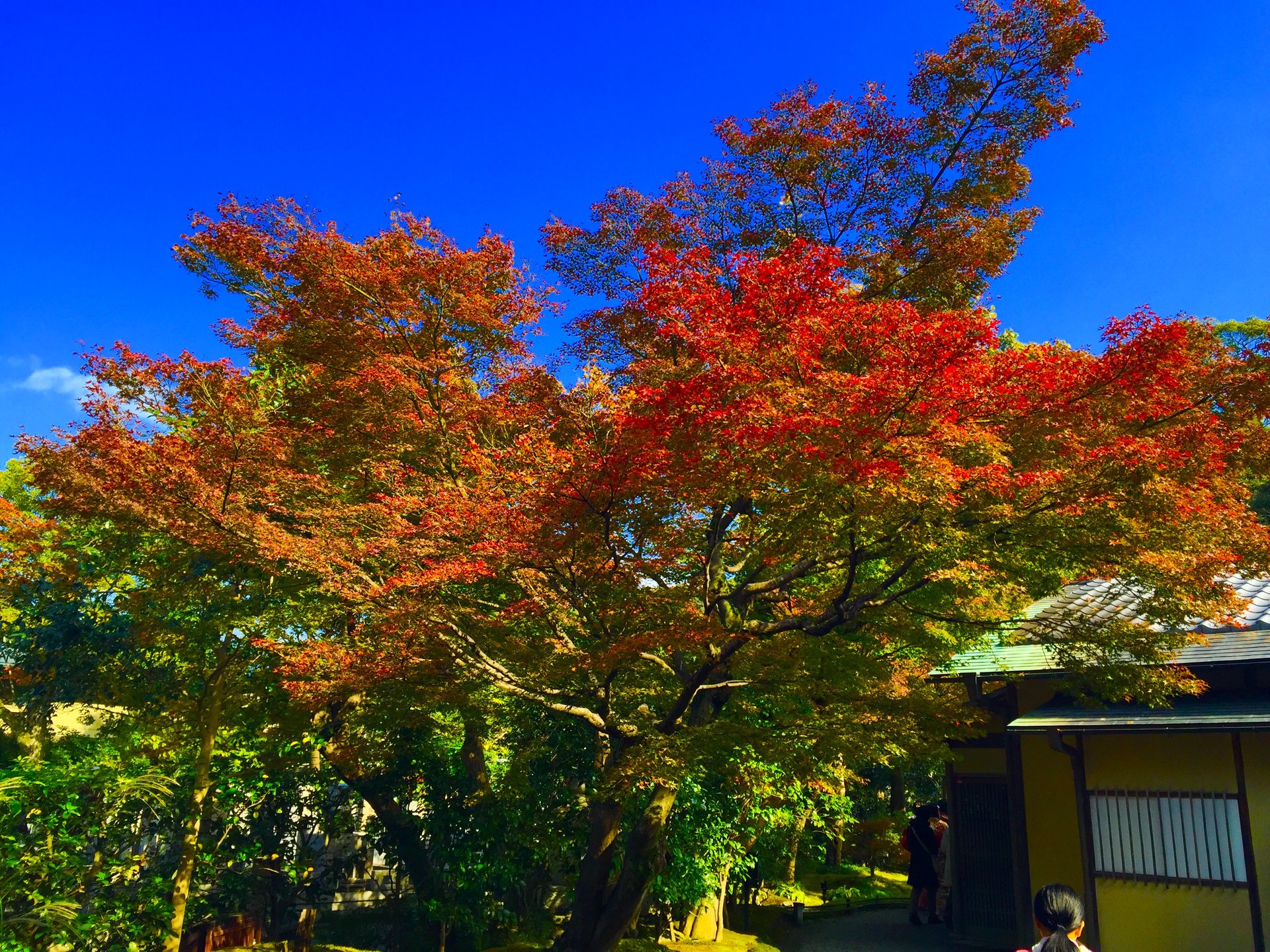 秋の京都を効率よく楽しむ 京の東側祇園周辺から伏見稲荷大社を巡る旅