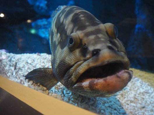 すみだ水族館