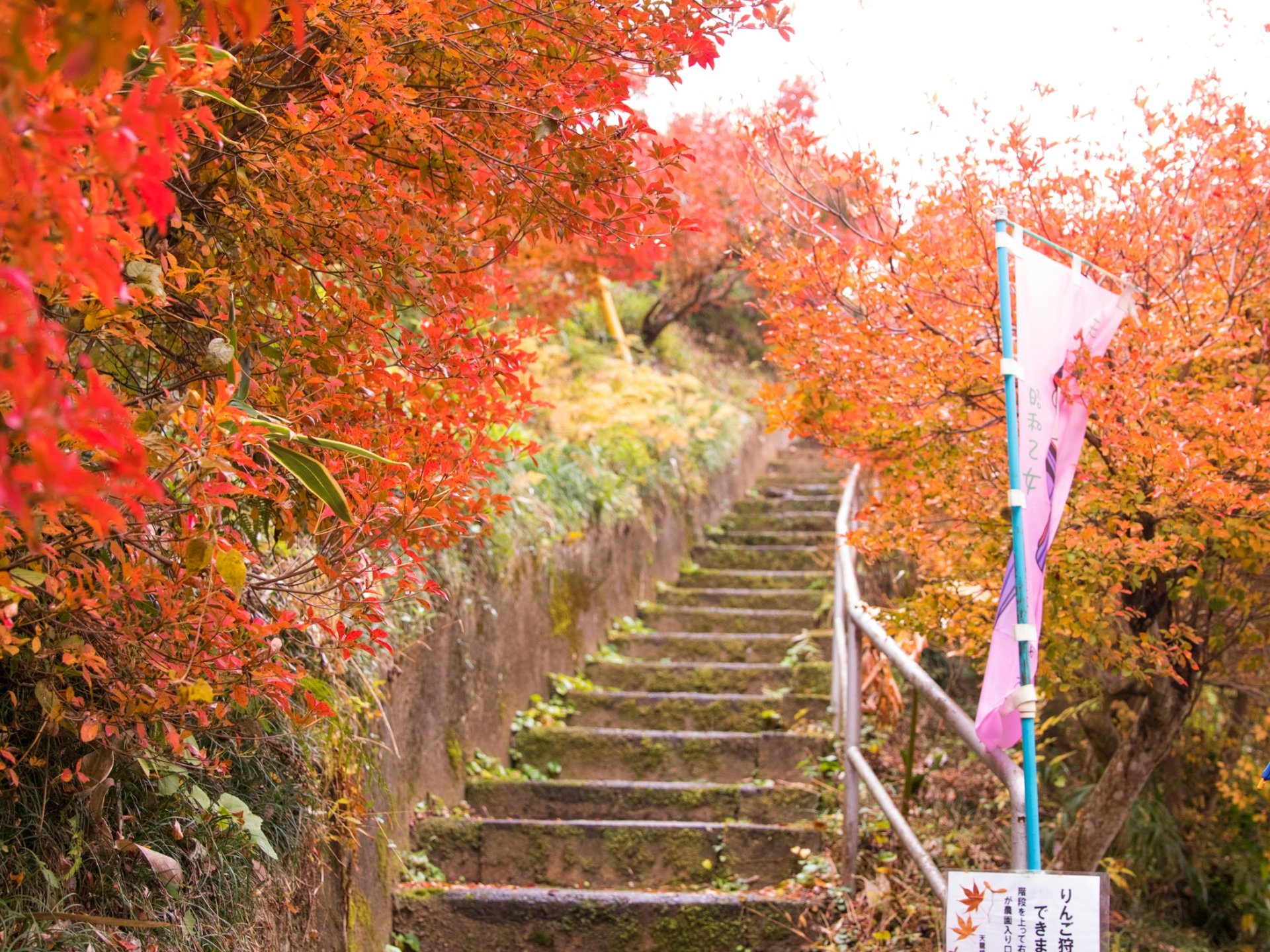 天龍峡農園